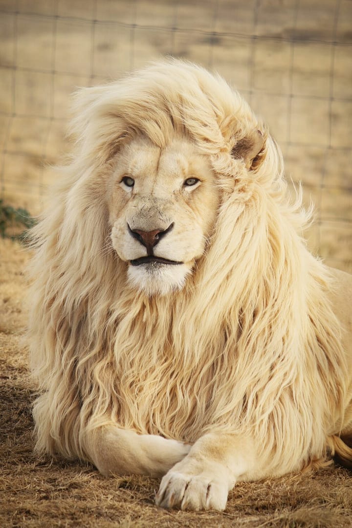 Marketing as a lion in Aberdeen